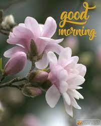 Pin By Paroo On Choice Good Morning Flowers Good Morning Beautiful Quotes Good Morning Images Flowers