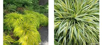 Image result for Hackelochloa