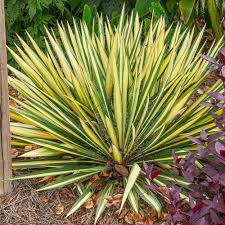 Image result for Yucca