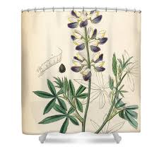 Image result for Lupinus mexicanus