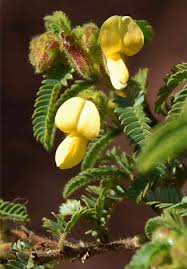 Image result for Kotschya