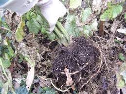 I hope to become better at preparing my soil for different plants i have. Prep Your Garden Soil For The Next Growing Season Bonnie Plants
