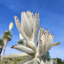 Image result for Kalanchoe glaucescens