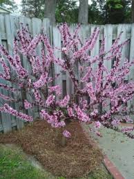 Maybe you would like to learn more about one of these? Bonzai Patio Peach Tree Peach Trees Bonsai Garden