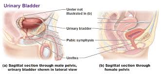 Upper uterine cervix and the anterior wall of the vagina, with no intervening the muscular coat of the urinary bladder that serves to expel urine. The Urinary System Ureter And Urinary Bladder