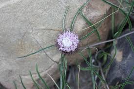 Image result for Dicoma galpinii