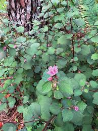 Image result for Urena