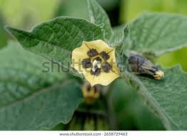 Image result for Physalis peruviana