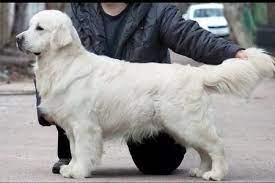 Pin On Dogs