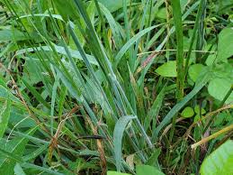 Image result for Holcus