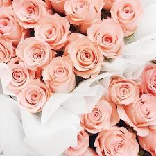 Pin On Flowers