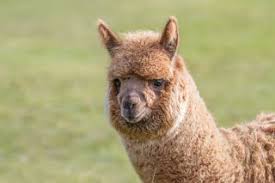 facts about alpacas live science