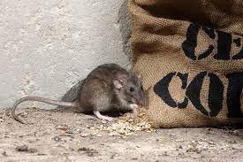 Maybe you would like to learn more about one of these? How To Get Rid Of Rats Terminix