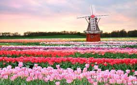 Travel Holland Tulip Fields Netherlands Tulips Field Tulips