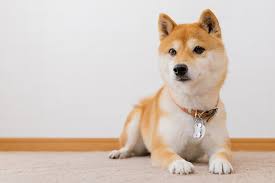 A small, alert and agile dog that copes very well with mountainous terrain and hiking trails. Shiba Inu Personality Training And Care Aspca Pet Health Insurance
