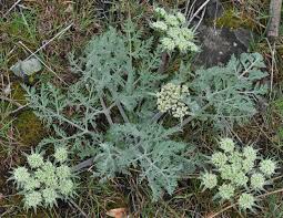 Image result for Macrotyloma densiflorum