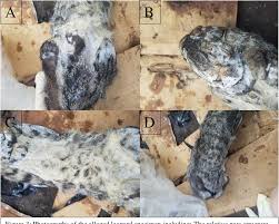Последние твиты от zanzibar leopard (@zanzibarleopard). Leopards Are Good To Think With Spotting The Zanzibar Leopard In Jozani Forest Semantic Scholar