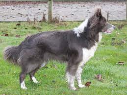 Border Collie Blue Merle Or Red Merle Debate Border Collie Blue Border Collie Collie