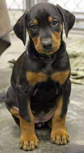 Doberman Puppies Google Search Doberman Puppy Doberman Pinscher Puppy Doberman Dogs