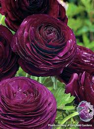 Check spelling or type a new query. How To Grow Ranunculus Garden Gate