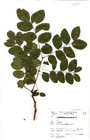 Image result for Erythrophleum africanum