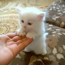 Résultats de recherche d'images pour « chat mignon blanc »