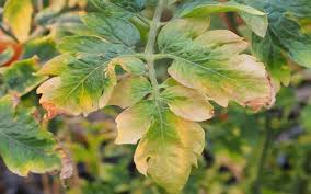Calcium deficiency is a plant disorder that is caused by insufficient calcium levels in tomato plants. Nutrient Deficiency Management In Aquaponics Aquaponics For Beginners