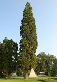 Image result for Calocedrus decurrens