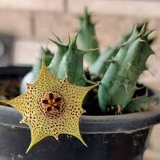 Image result for Stapelia