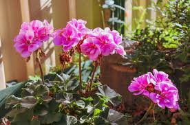 Image result for foto muškáty