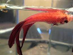 This betta died because we went on a vacation for a week and the bowl was a little foggy. How To Save A Dying Betta Fish Fish Care