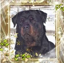 Colorful rottweiler dog greeting card rottweiler art, rottweiler pitbull mix puppies, rottweiler collar #rottweilersofinstagram #rottweilertales #rottweilerfan, dried orange slices, yule decorations. German Rottweilers European Rottweilers Akc Rottweiler Puppies For Sale