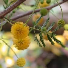 Image result for Acacia fleckii