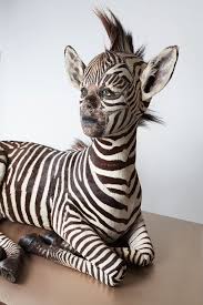 Resultado de imagen de animal invisible alborés