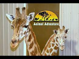 Oliver johari giraffe cam animal adventure park on wn network delivers the latest videos and editable pages for news & events, including entertainment, music, sports, science and more, sign up and share your playlists. Animal Adventure Park S Newest Giraffe Has A Name