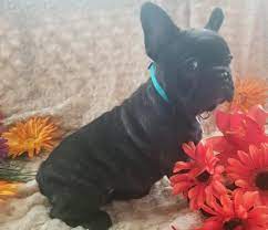 French breeders sought to consistently produce the erect bat ears, much to the chagrin of english breeders. French Bulldog Puppy For Sale Adoption Rescue For Sale In Portland Maine Classified Americanlisted Com