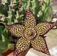Image result for Huernia longituba