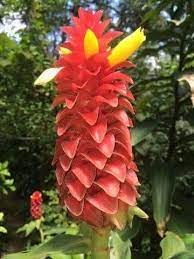 Pin On Ginger