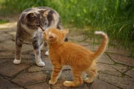 ‪When Are Cats Fully Grown? Kitten Development | Perfect Fit‬‏