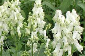 Aconitum Napellus Schneewittchen Produces Profuse Numbers Of White Flowers Instead Of The Usual Blue Flowers Of The Napellus Species I Paul Personally Thin