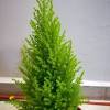 Once a sapling planted in 1978, the now 52ft christmas tree requires 1,000 lights and a cherry picker to assemble them. Https Encrypted Tbn0 Gstatic Com Images Q Tbn And9gcqnwlavmiqvkkzsalaiovns Pwxzlqpzhgt1tpo368lhjpz1ngx Usqp Cau