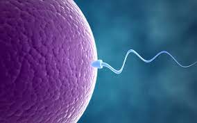 Insemination Die Wichtigsten Fakten Einfach Erklart
