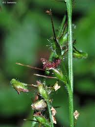 Image result for Oplismenus