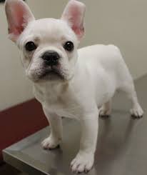 Black And White Bulldog Mix Pin By Jen Peters On Inspiracao Chihuahua Mix Puppies Bulldog Puppies French Bulldog Puppies