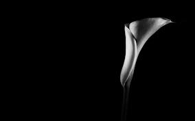 Maybe you would like to learn more about one of these? Black Screen Wallpaper For Mobile Phone Tablet Desktop Computer And Other Devices Hd And 4k Wallpapers In 2021 Black Screen Screen Wallpaper Wallpaper