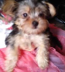 ''garlic jr as we call him; Morkie Puppy For Sale Adoption Rescue For Sale In Sanford Florida Classified Americanlisted Com