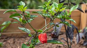 Remove the top half of the plant. How Old Do Chilies Grow And Stay Alive Chili Plant Com