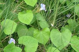 Image result for Ipomoea marginata