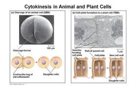 Maybe you would like to learn more about one of these? Honors Bio Chapter 8 Targets Flashcards Quizlet