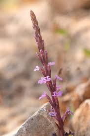Image result for Striga gesnerioides